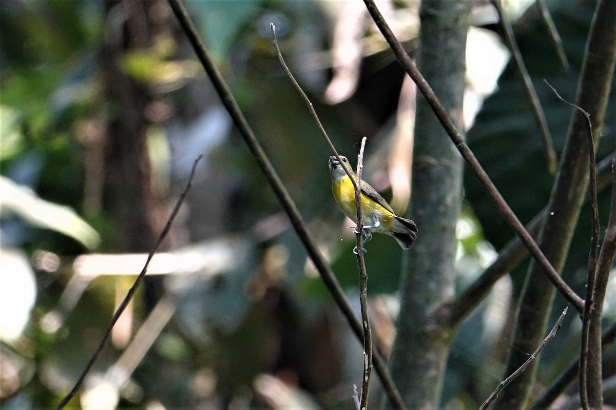 White-vented Euphonia - ML57277721