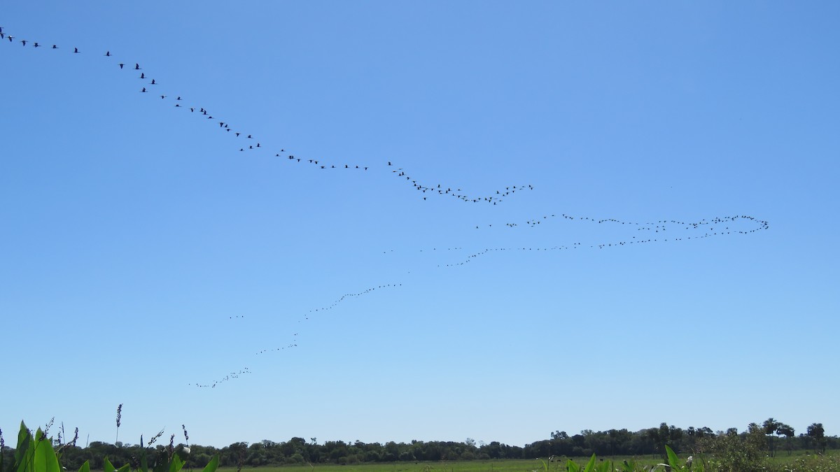 White-faced Ibis - ML572777361