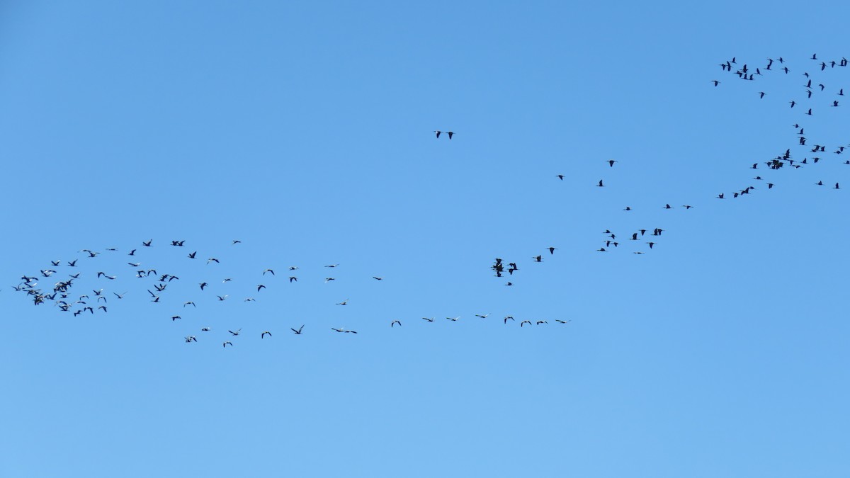 White-faced Ibis - ML572777371