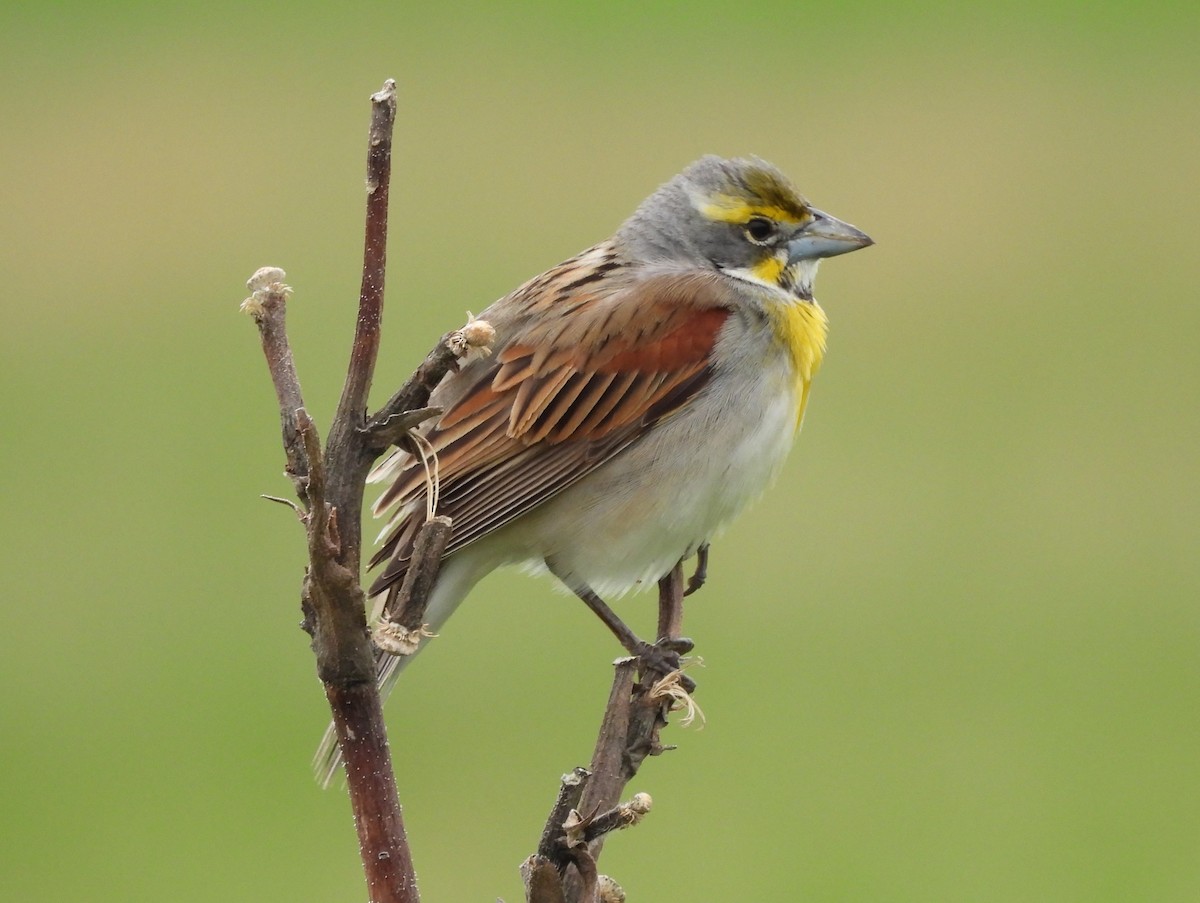 Dickcissel d'Amérique - ML572777451