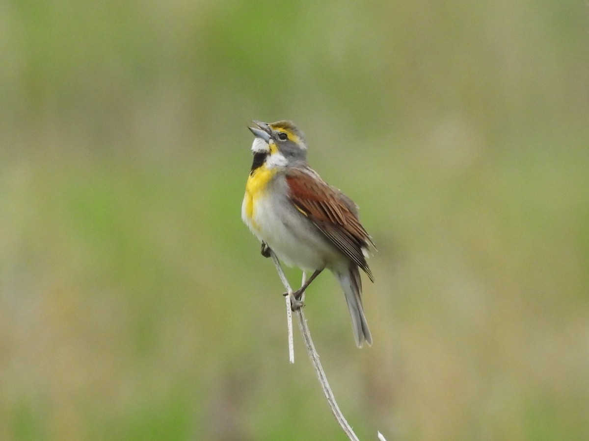 Dickcissel d'Amérique - ML572777461