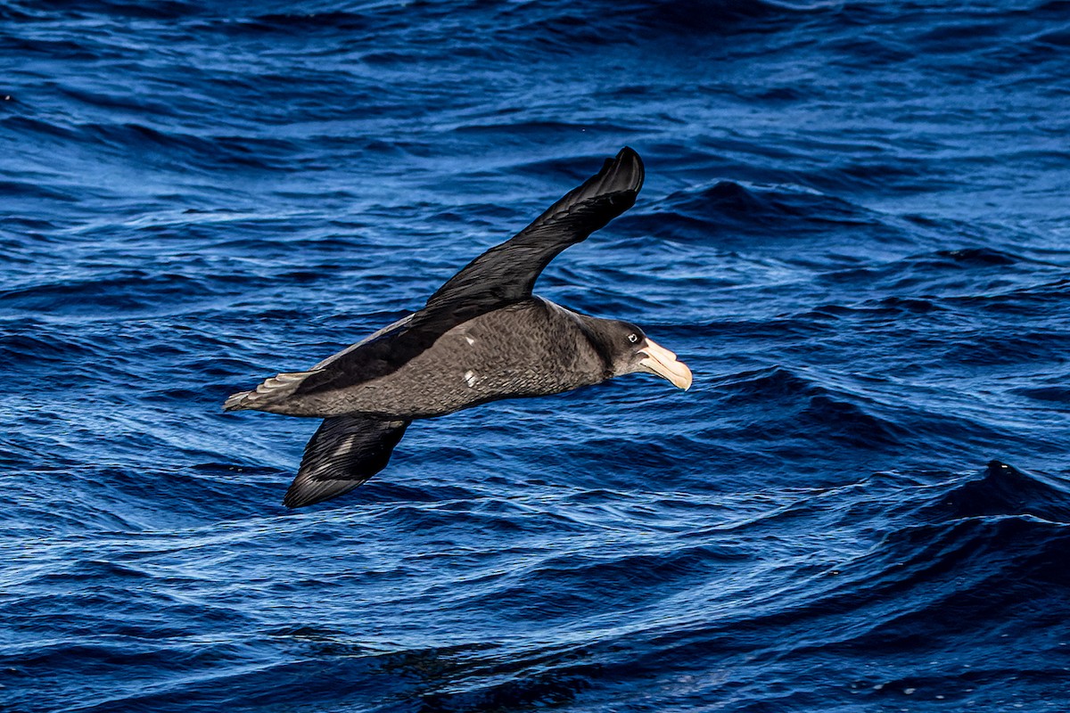 Northern Giant-Petrel - Rodney Falconer