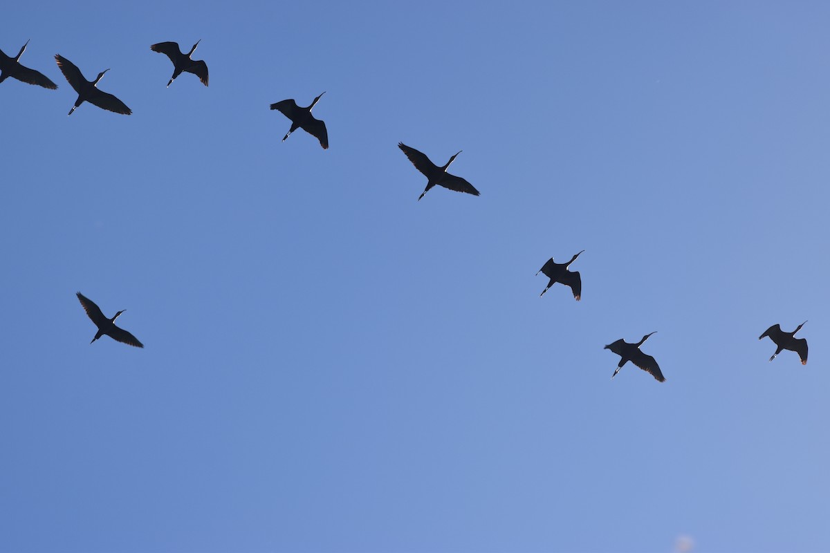 White-faced Ibis - Patricio Cowper Coles