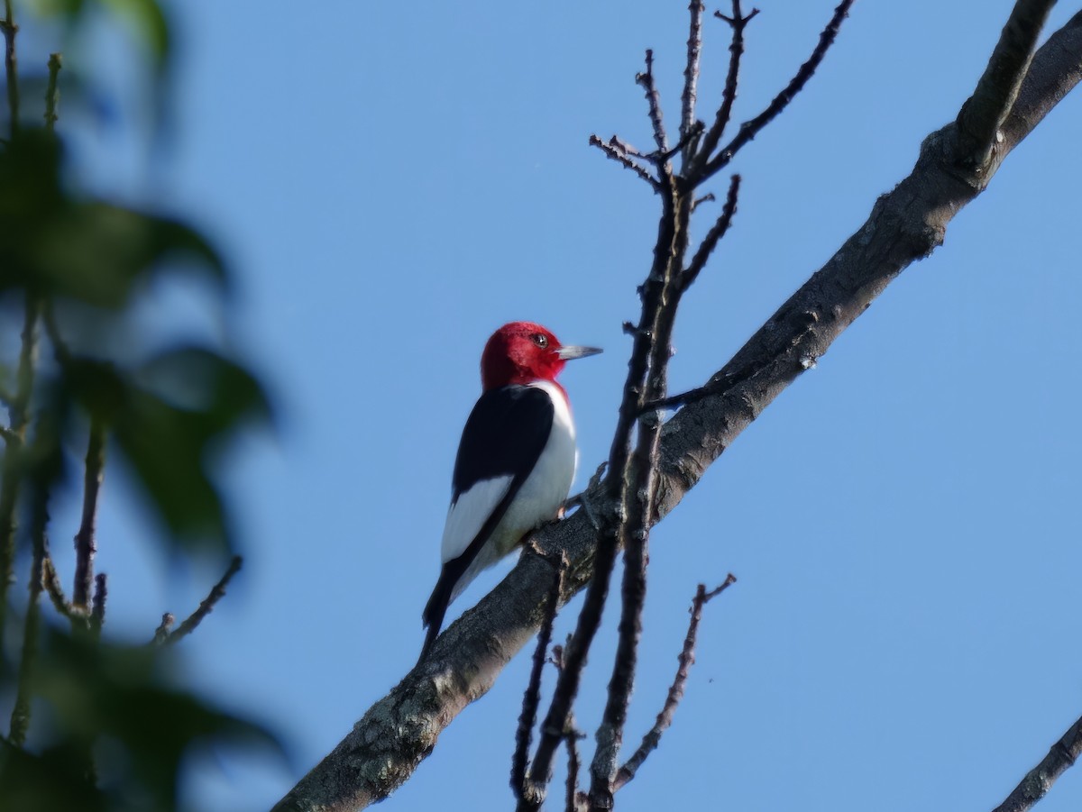 Pic à tête rouge - ML572778581