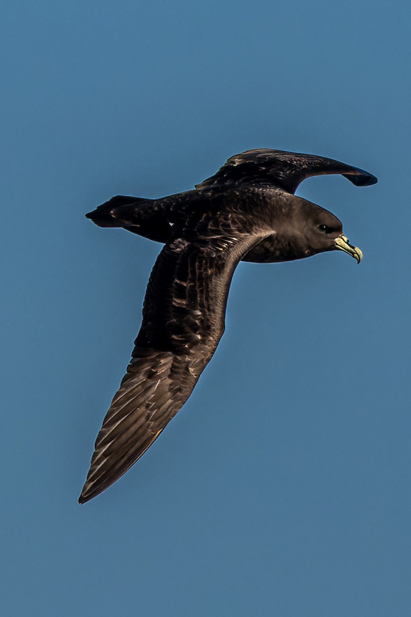 White-chinned Petrel - Rodney Falconer