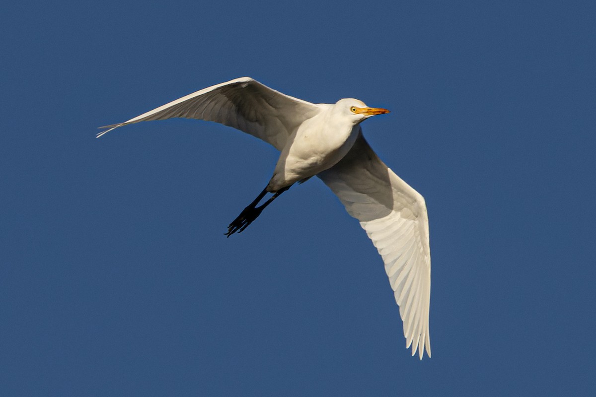 Eastern Cattle Egret - Rodney Falconer