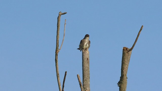 Olive-sided Flycatcher - ML572779061