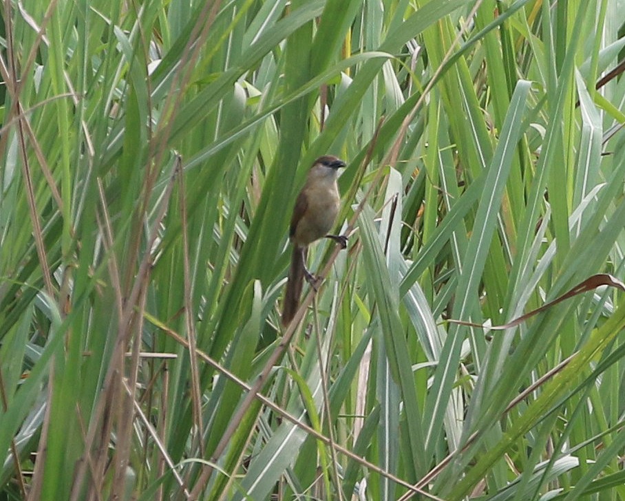 Slender-billed Babbler - ML572779291
