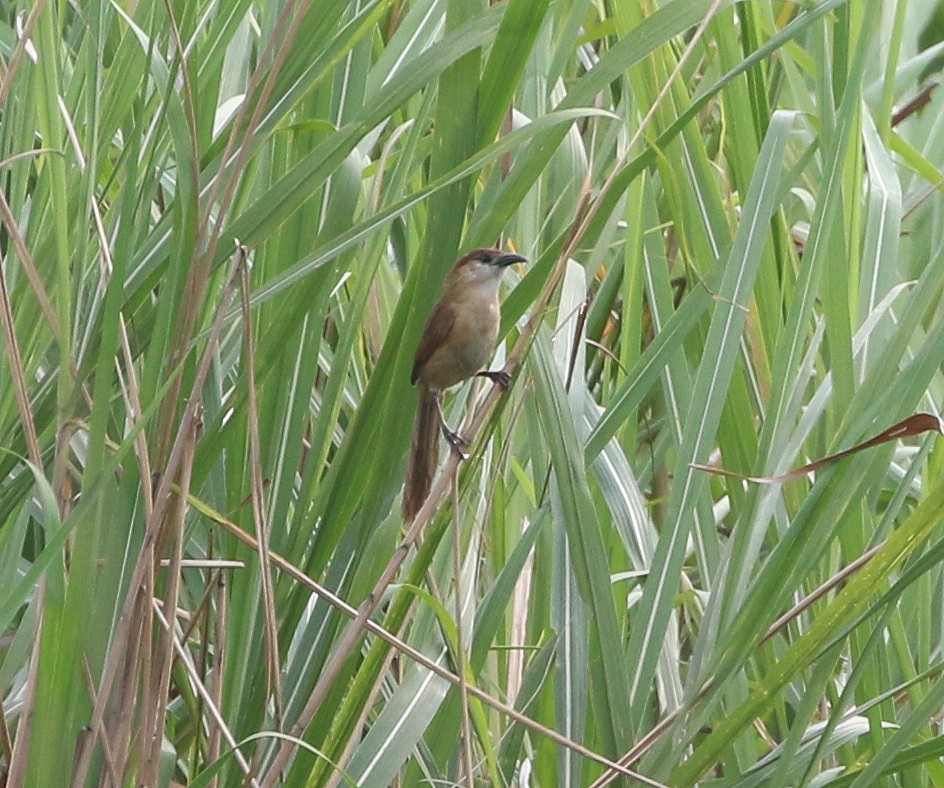 Slender-billed Babbler - ML572779321
