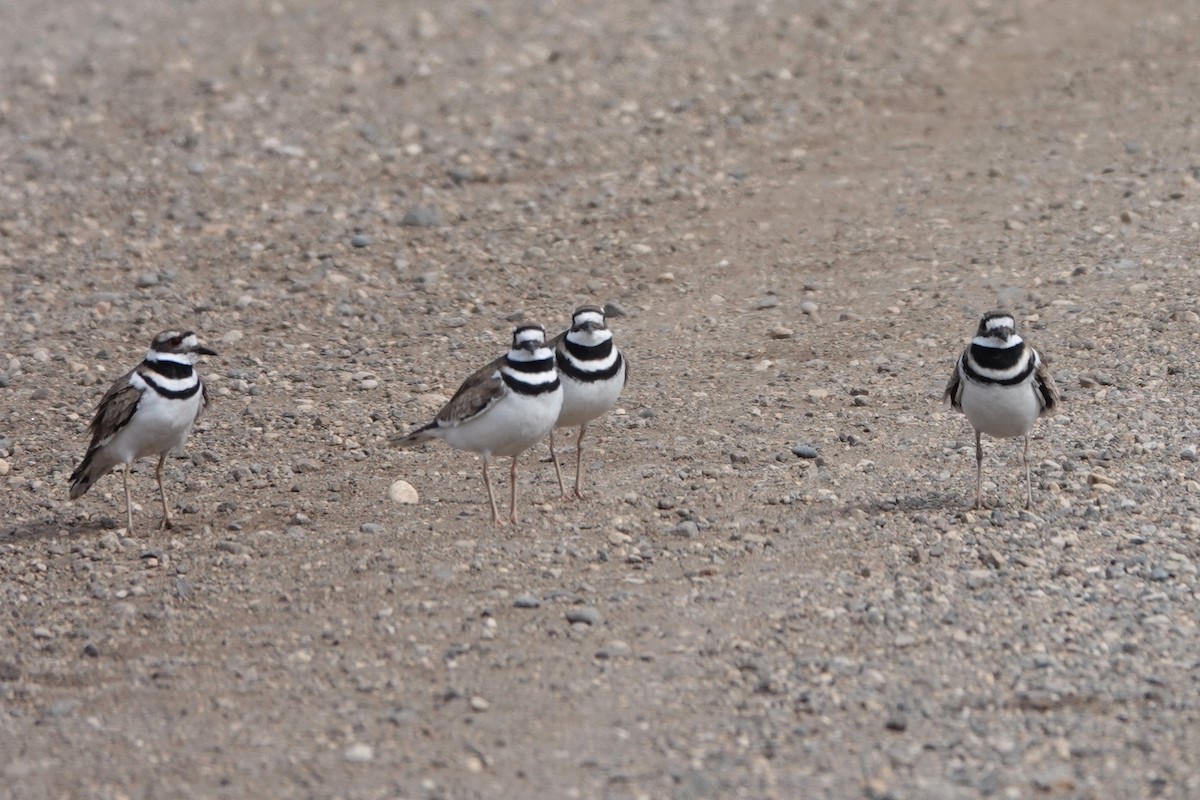 Killdeer - franci Holtslander