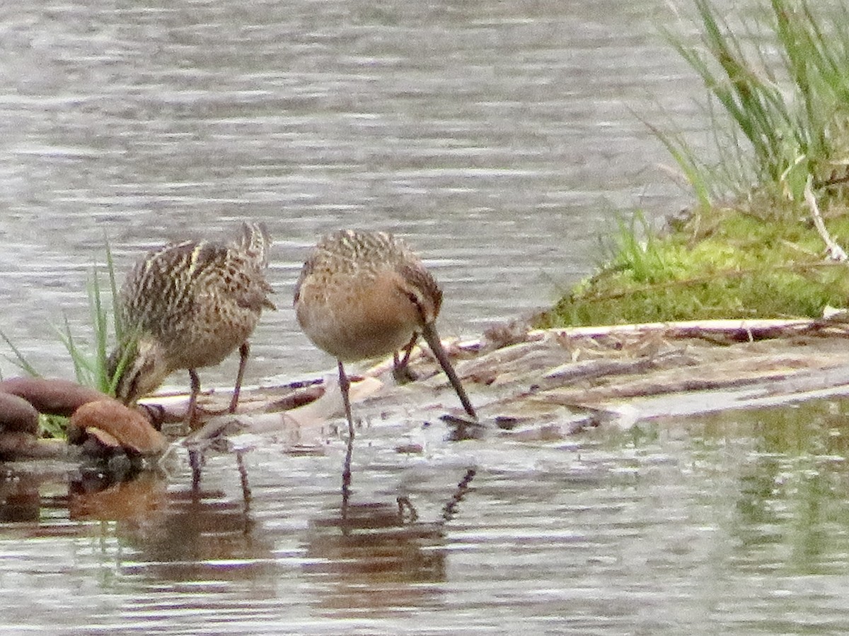 Short-billed Dowitcher - ML572779551
