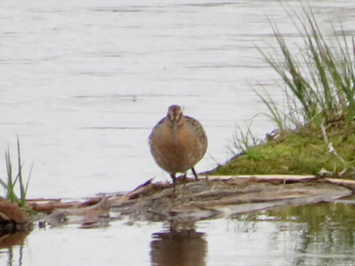 Short-billed Dowitcher - ML572779561