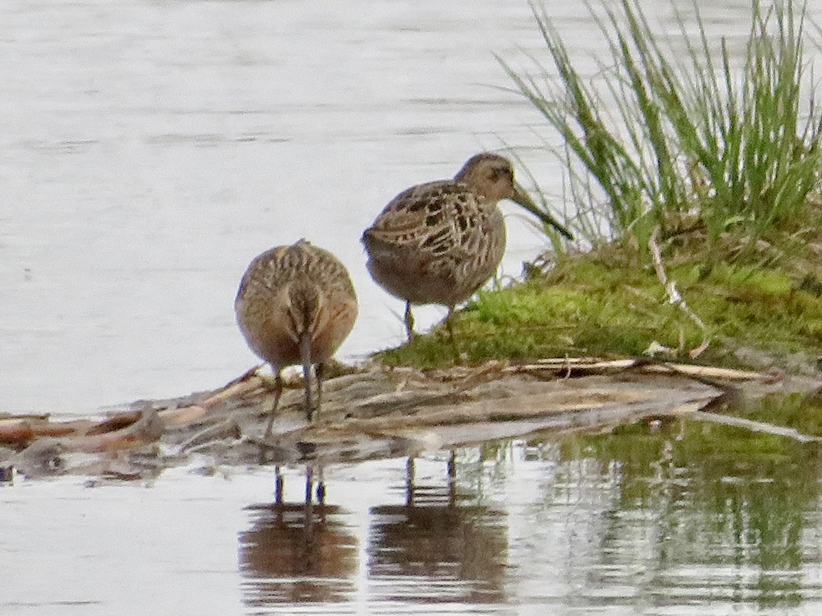 Short-billed Dowitcher - ML572779571