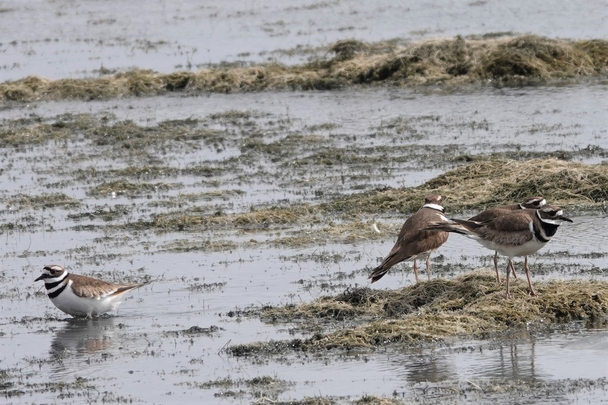 Killdeer - franci Holtslander