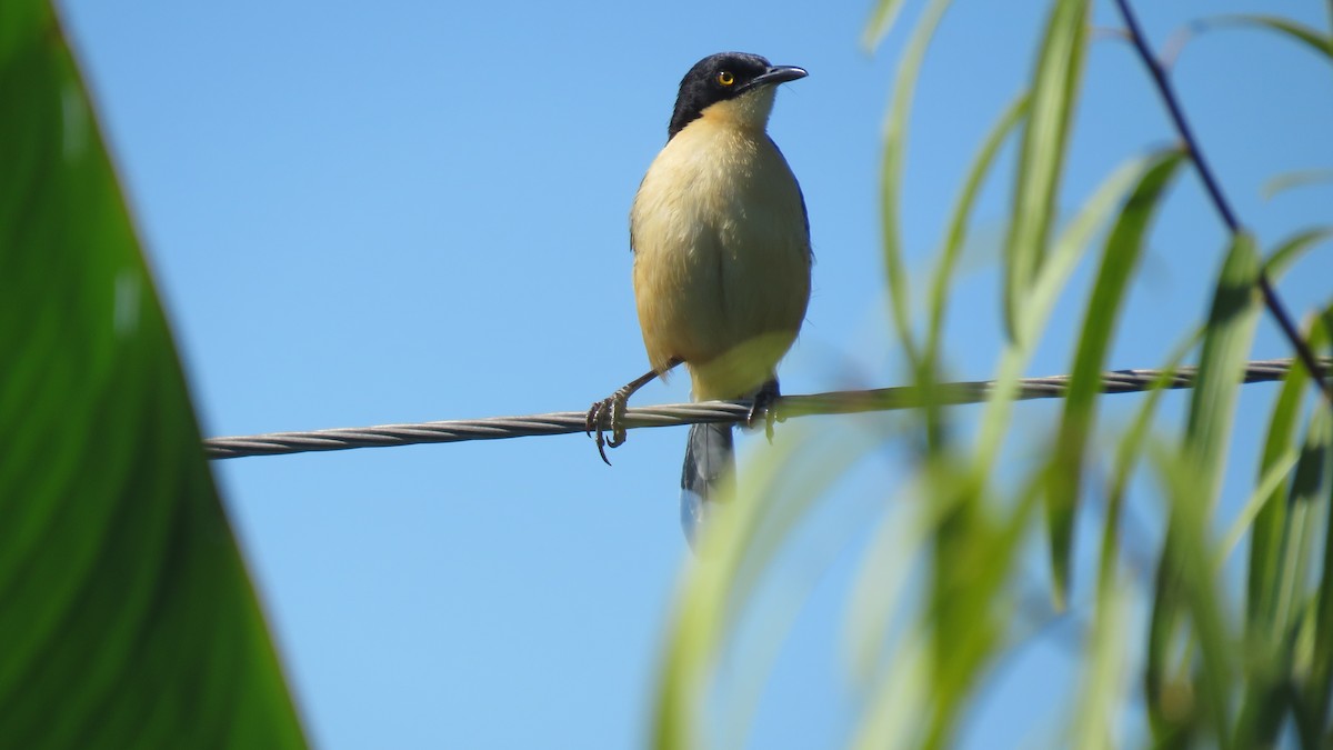 Black-capped Donacobius - Patricio Cowper Coles