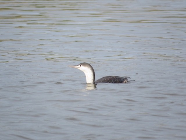 Red-throated Loon - ML57278041