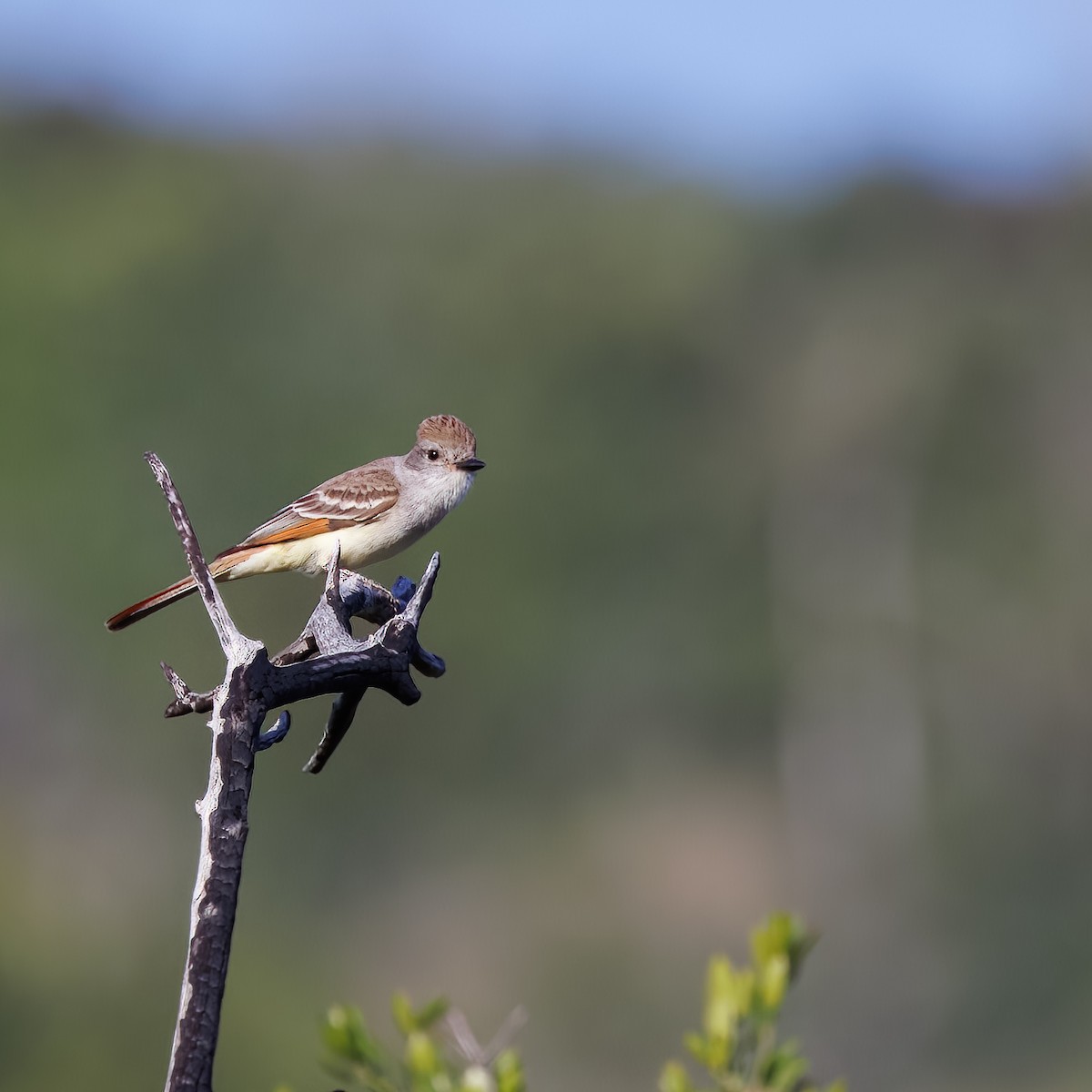 Ash-throated Flycatcher - ML572780591