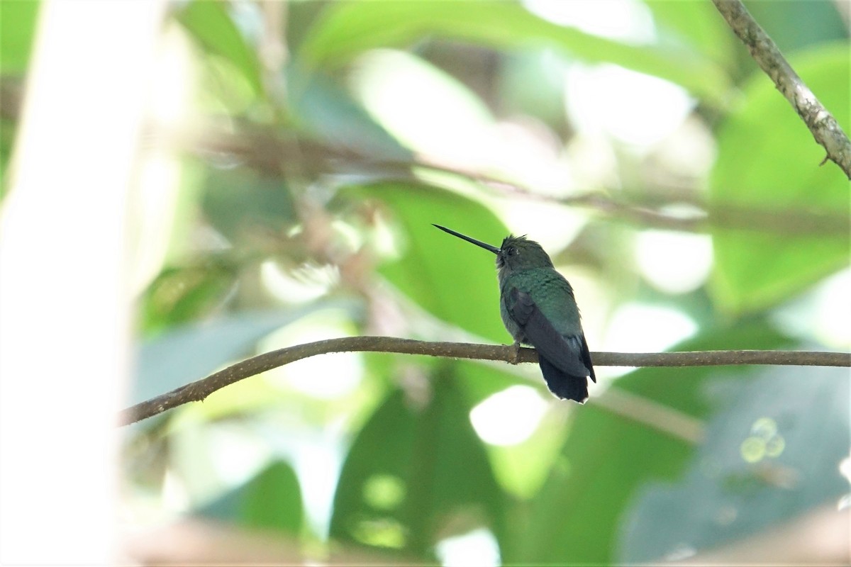 Blue-fronted Lancebill - ML57278191