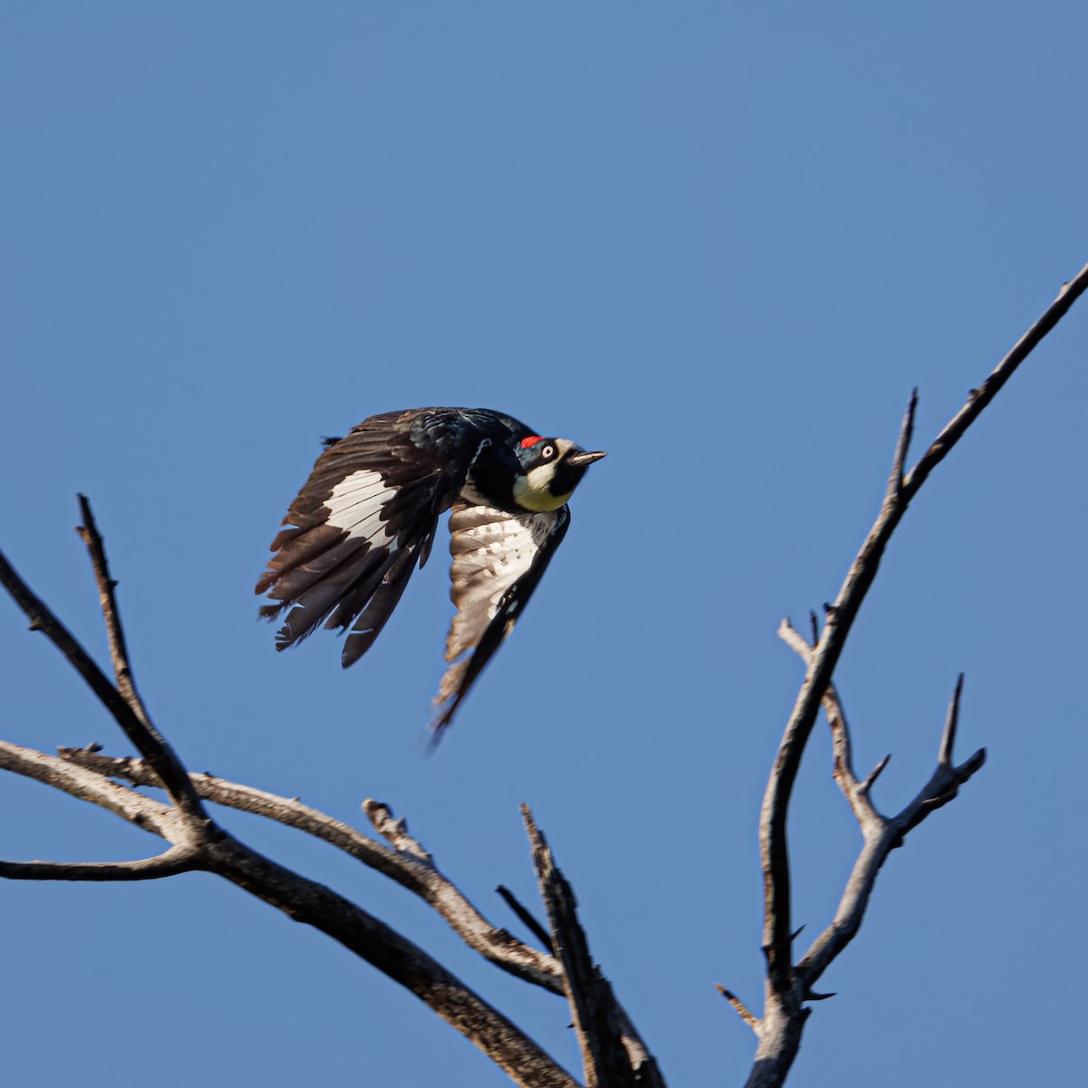 Acorn Woodpecker - ML572782041