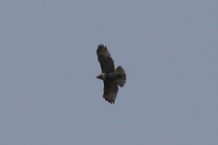 Red-tailed Hawk - ML572783061