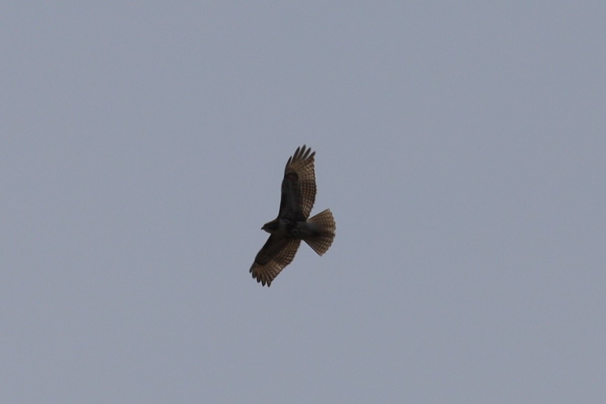 Red-tailed Hawk - ML572783081