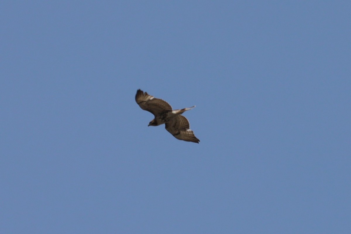 Red-tailed Hawk - ML572783091