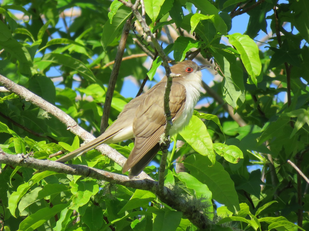 Black-billed Cuckoo - ML57278311