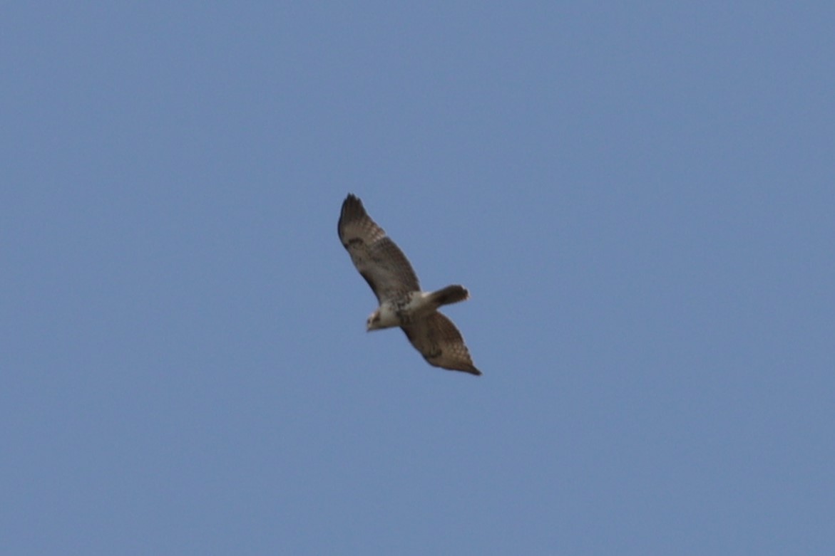 Red-tailed Hawk - ML572783111