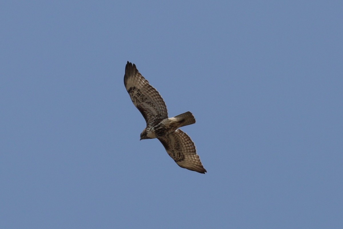 Red-tailed Hawk - ML572783121
