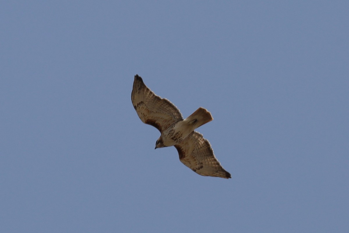Red-tailed Hawk - ML572783131