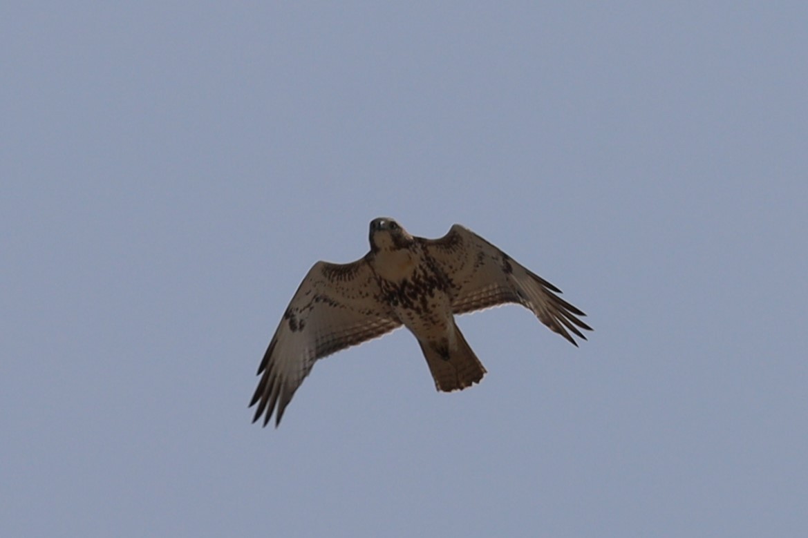 Red-tailed Hawk - ML572783141