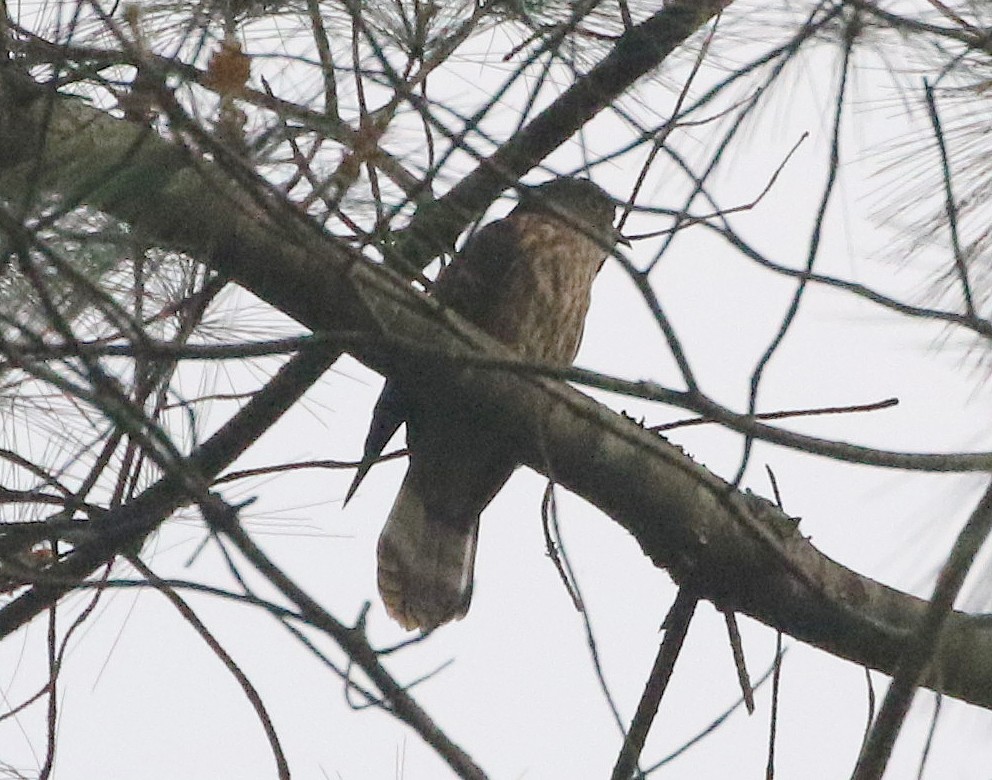 Hodgson's Hawk-Cuckoo - ML572783521