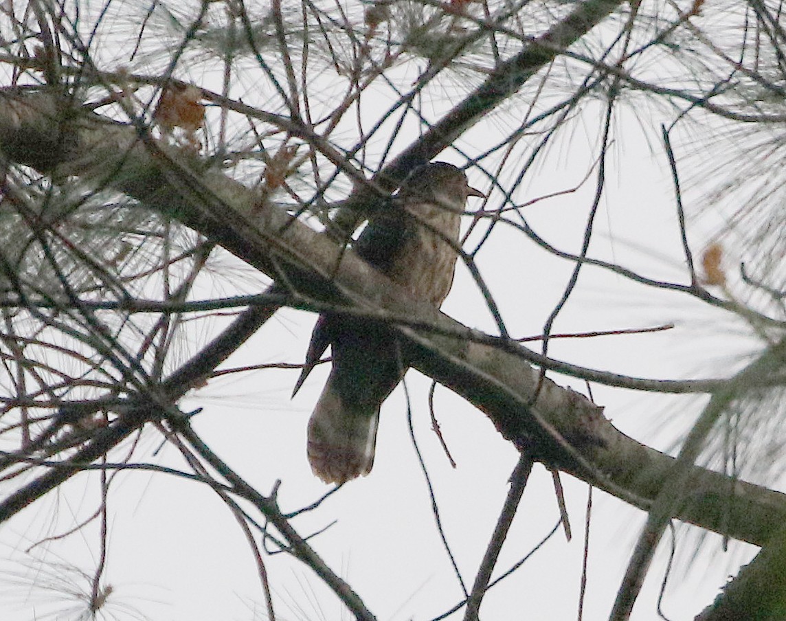 Hodgson's Hawk-Cuckoo - ML572783531