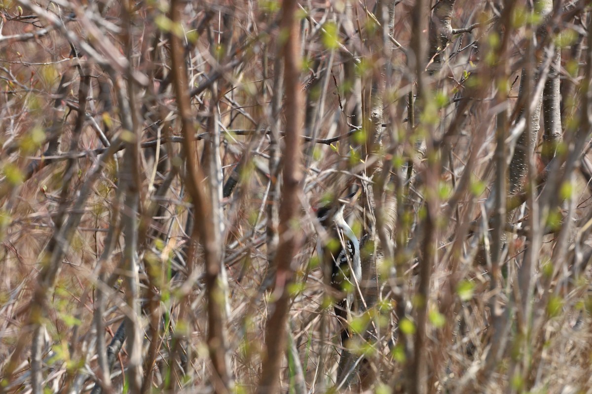 Hairy Woodpecker - ML572783641