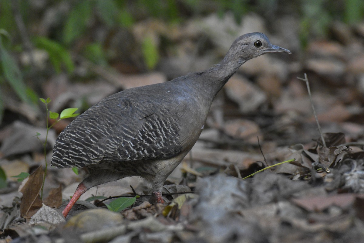 Thicket Tinamou - ML572783891