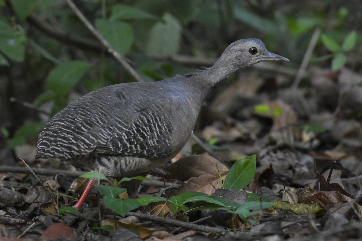 Thicket Tinamou - Carlos Echeverría