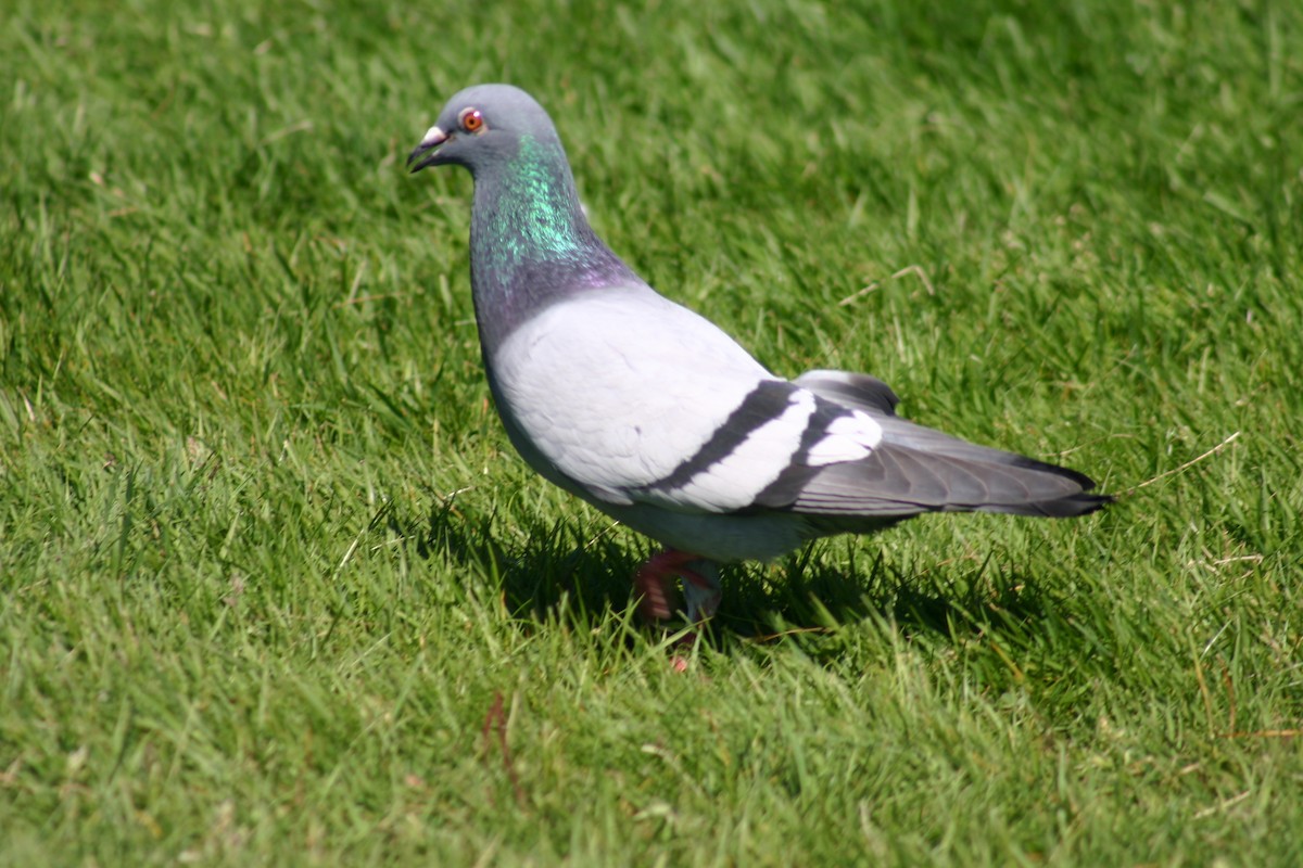 Rock Pigeon (Feral Pigeon) - Annie Carr