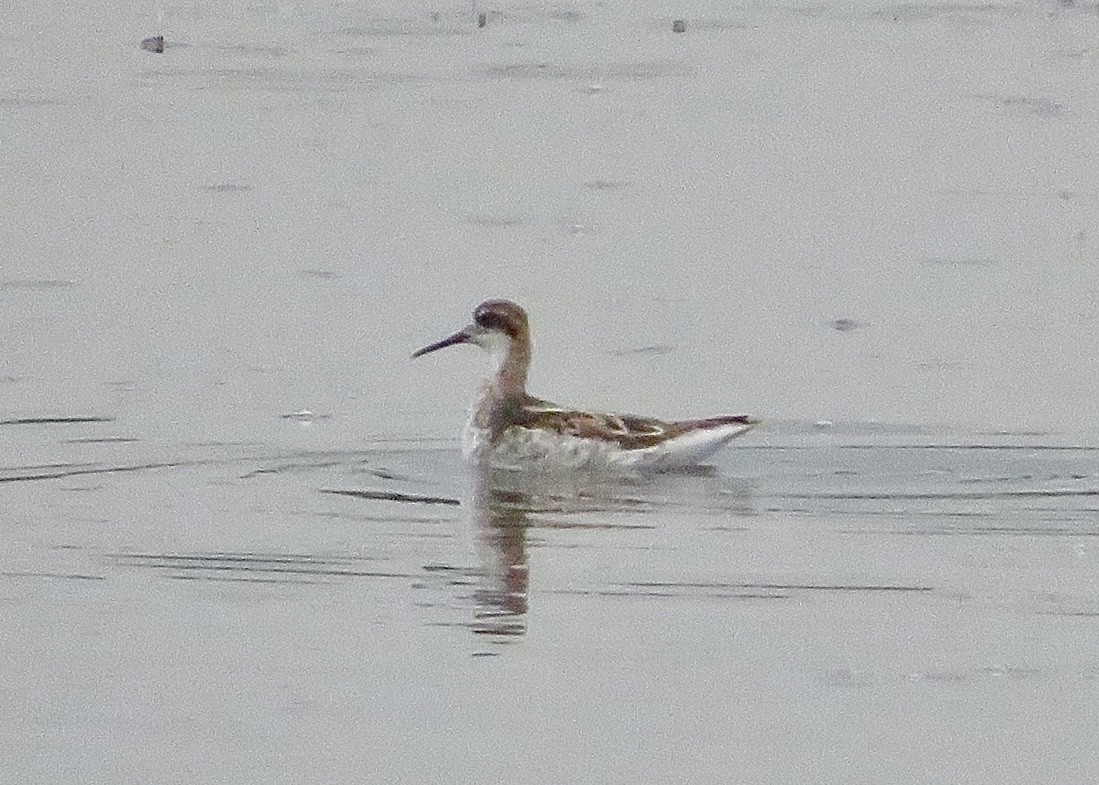 Red-necked Phalarope - Nick A. Komar Jr.