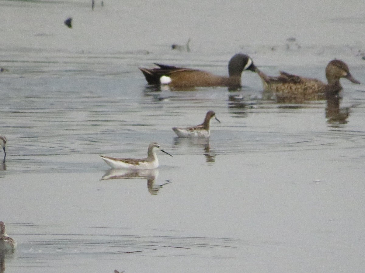 Phalarope à bec étroit - ML572786321