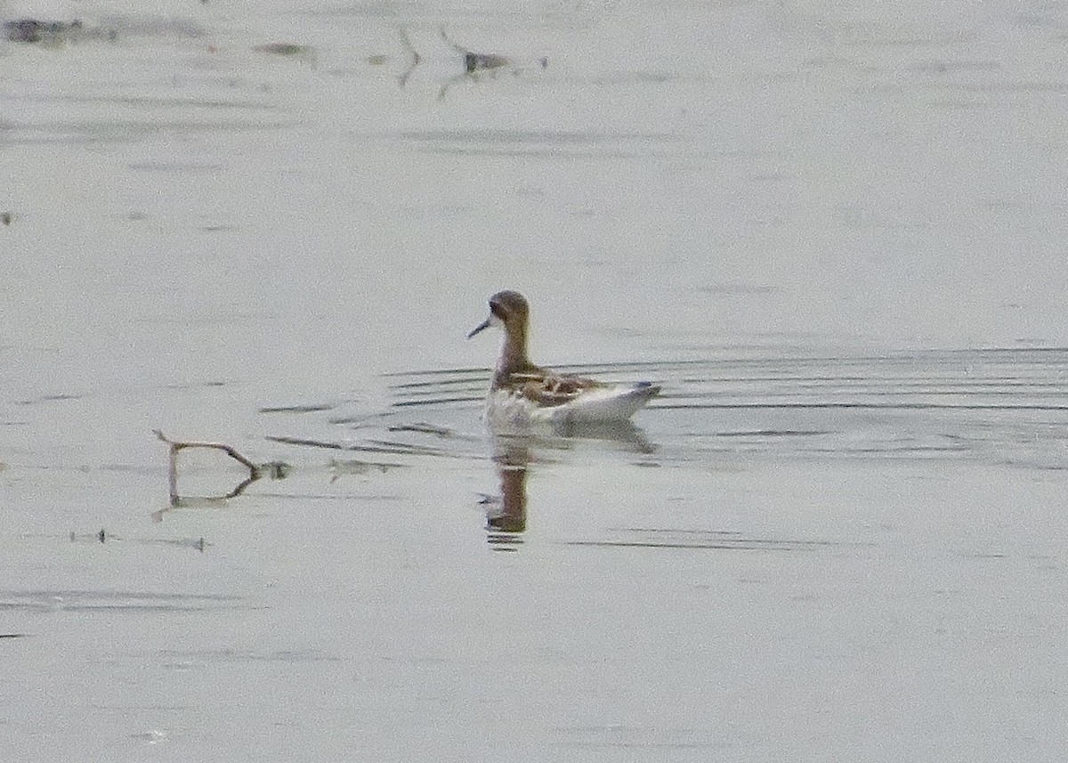 Phalarope à bec étroit - ML572786331