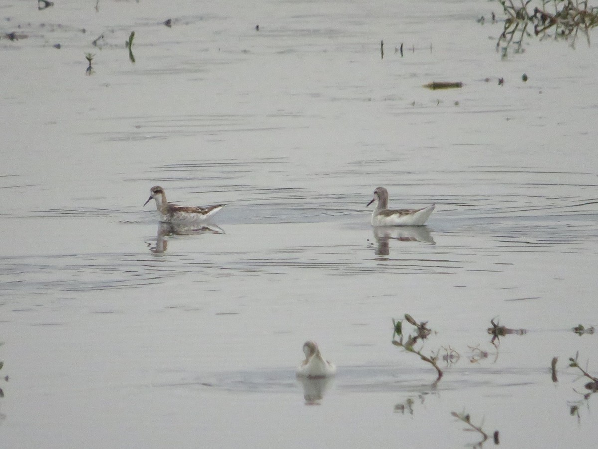 Red-necked Phalarope - ML572786351