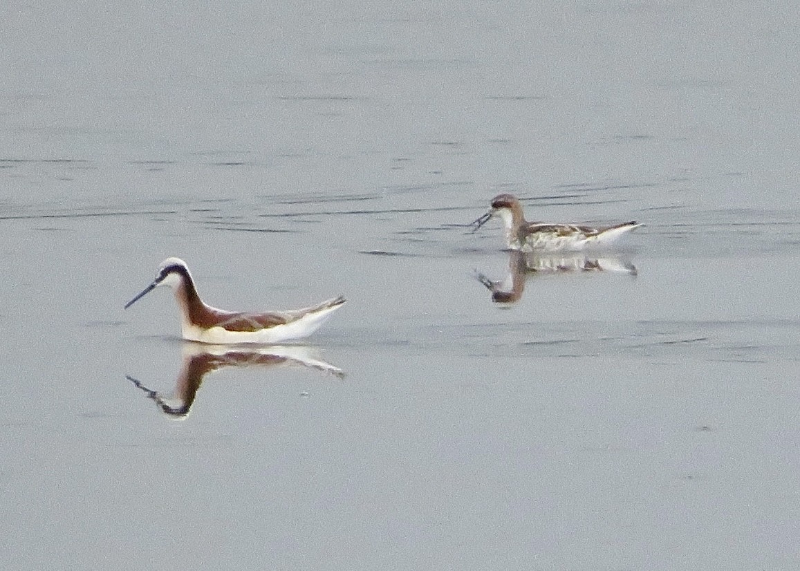 Red-necked Phalarope - Nick A. Komar Jr.