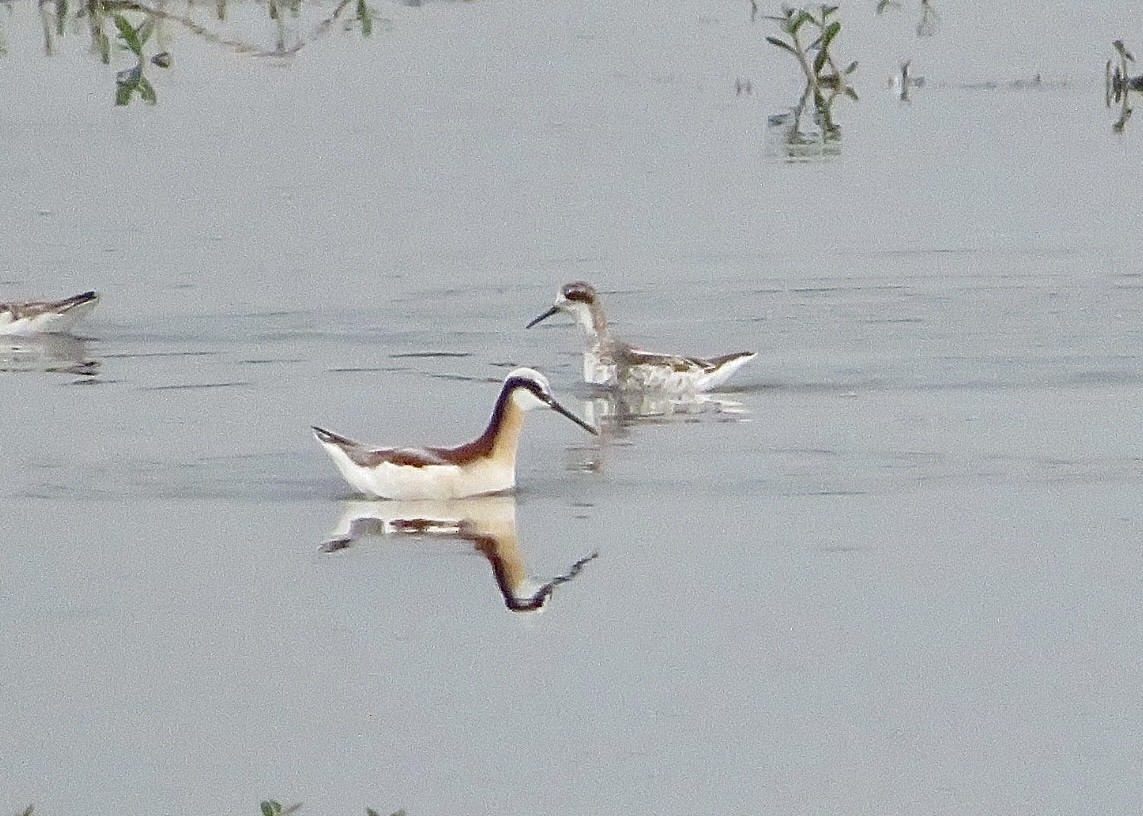 Phalarope à bec étroit - ML572786371