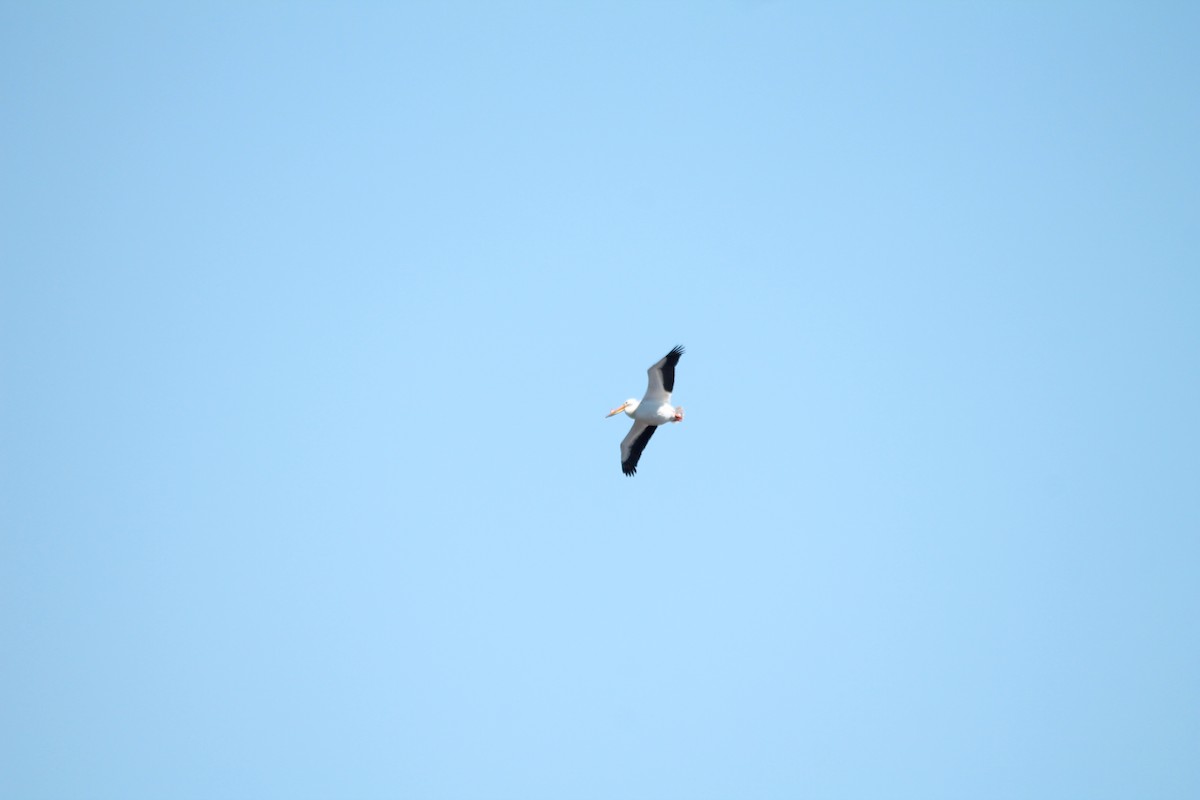 American White Pelican - ML57278651