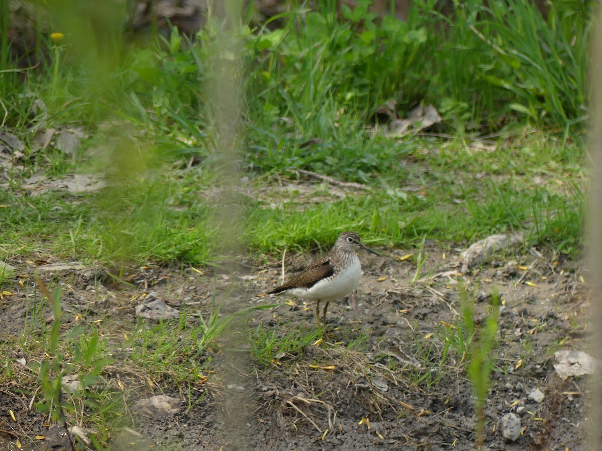 Solitary Sandpiper - ML572786571