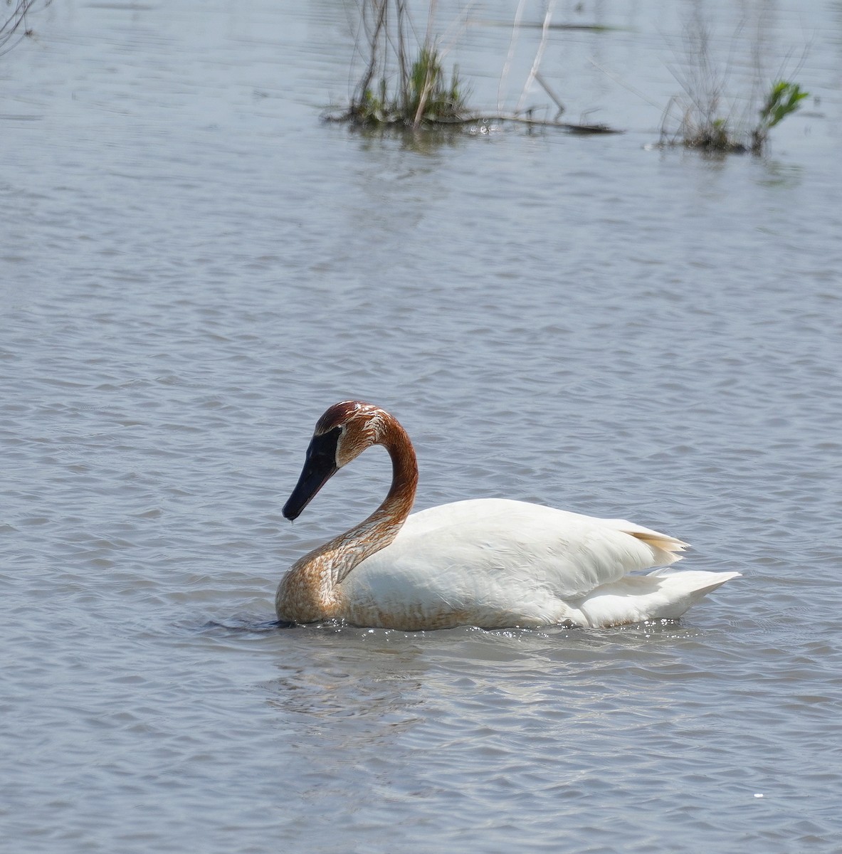 Trumpeter Swan - ML572786741