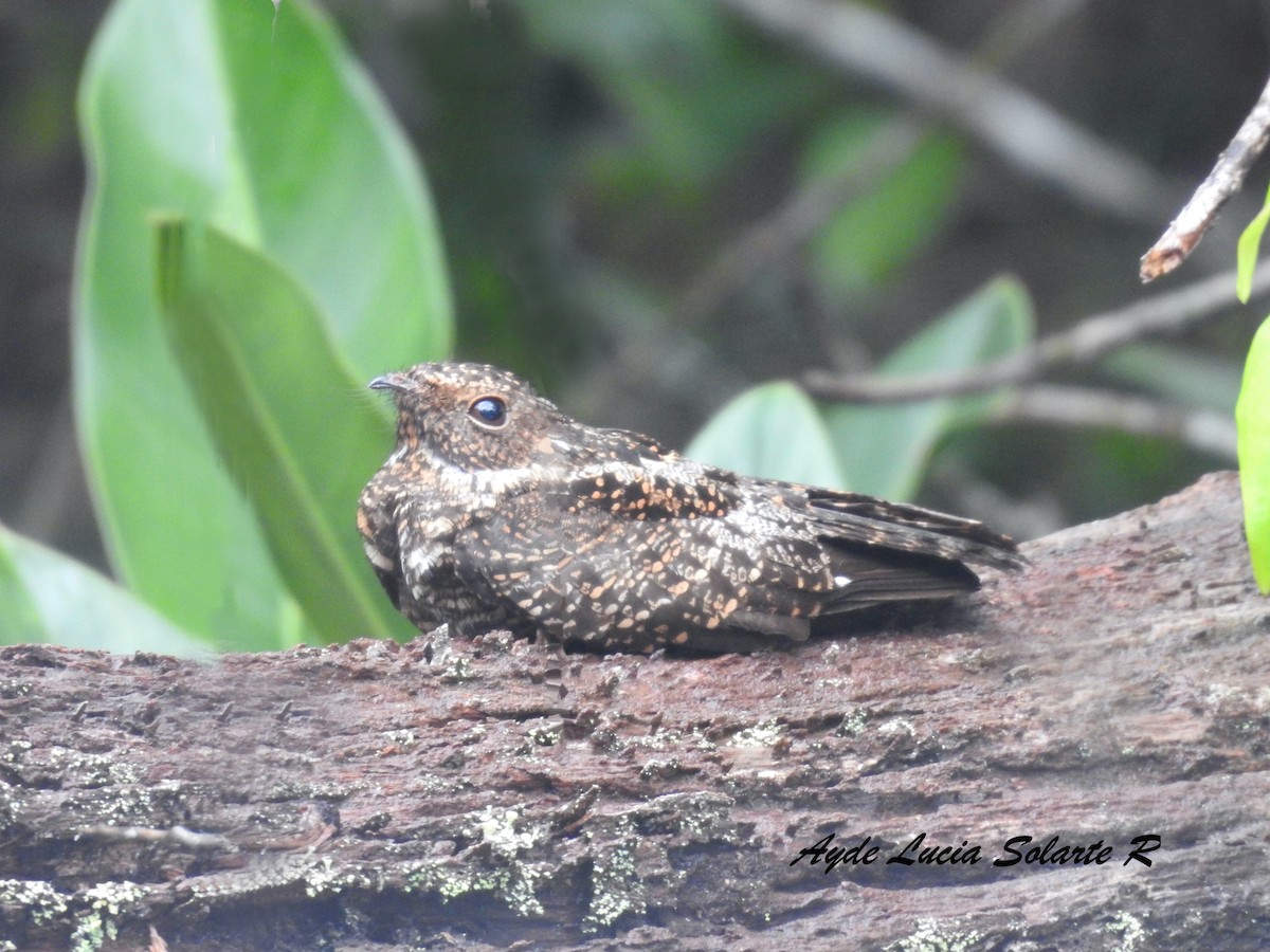 Blackish Nightjar - ML572787191