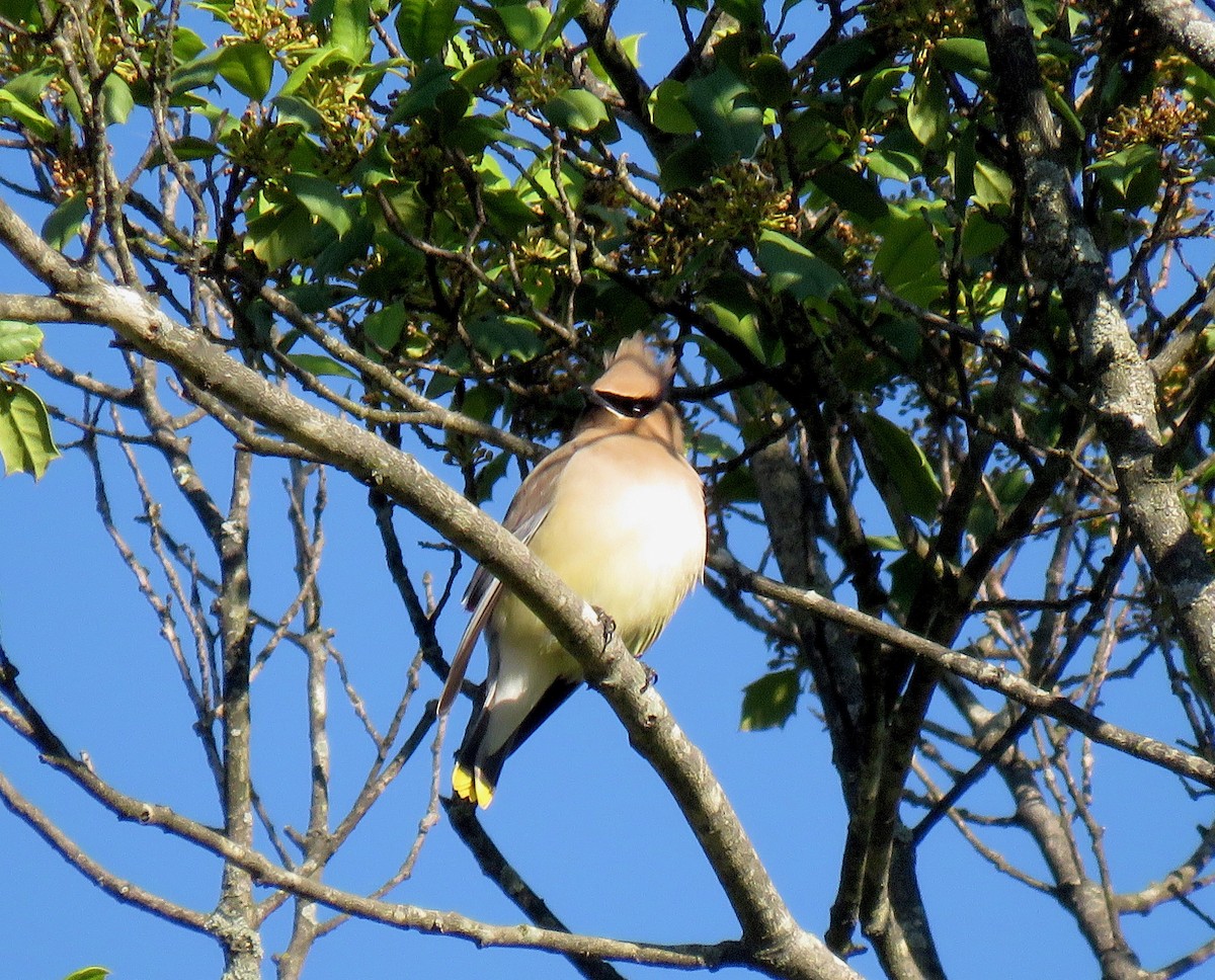 Cedar Waxwing - Gerry Hawkins