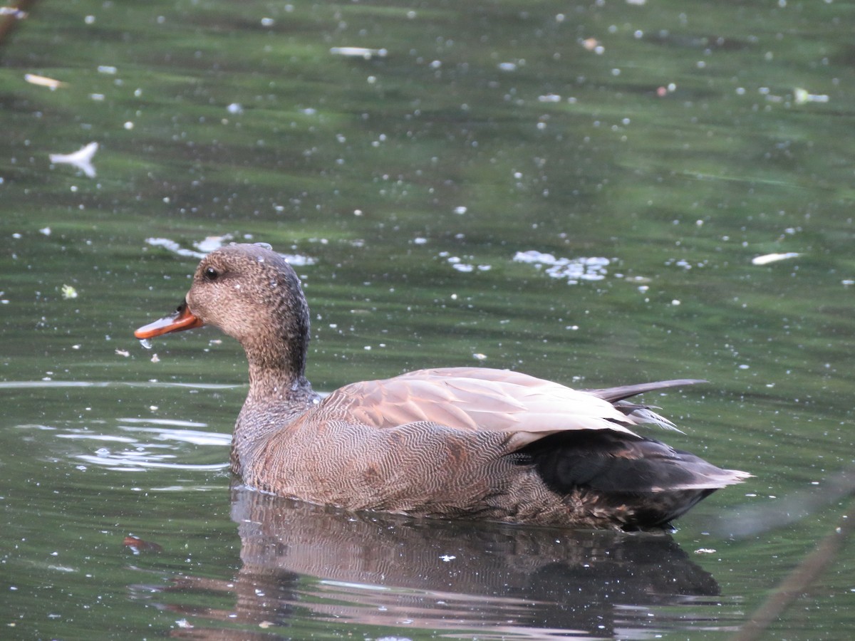 Бор нугас - ML572787801