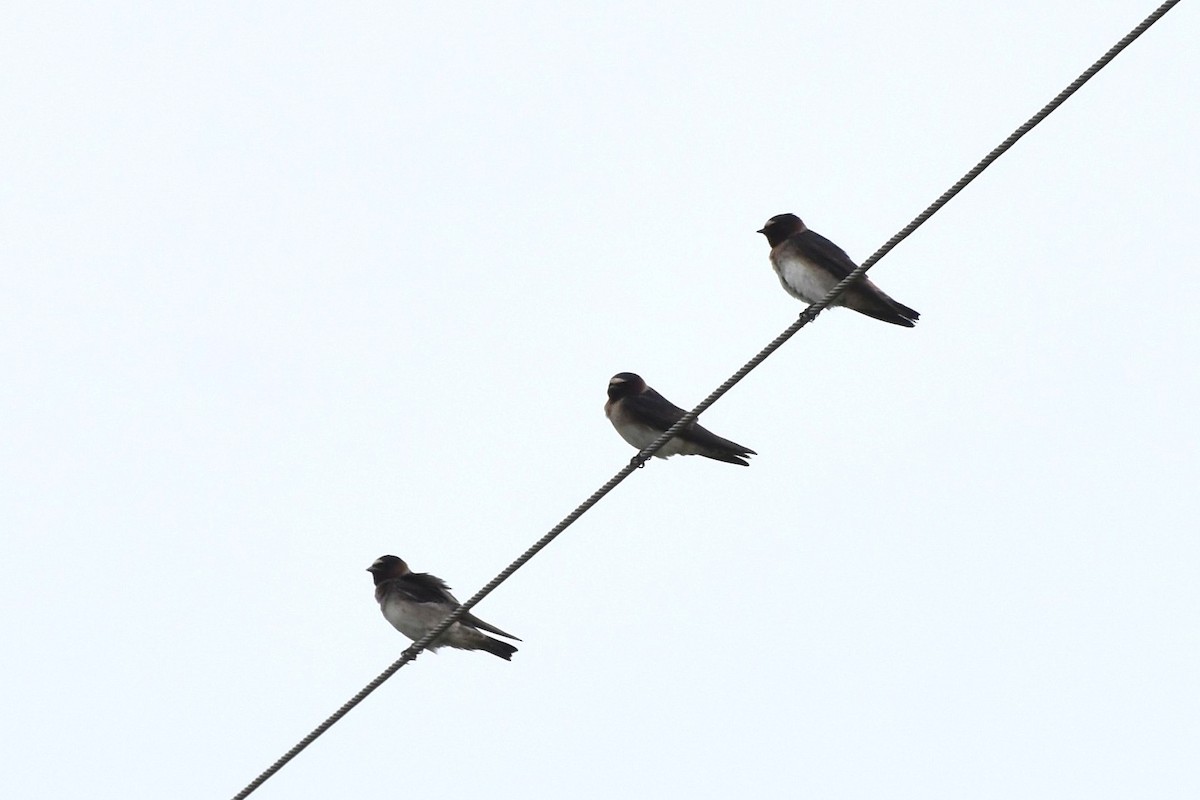 Hirondelle à front blanc - ML572788311